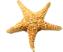 starfish
